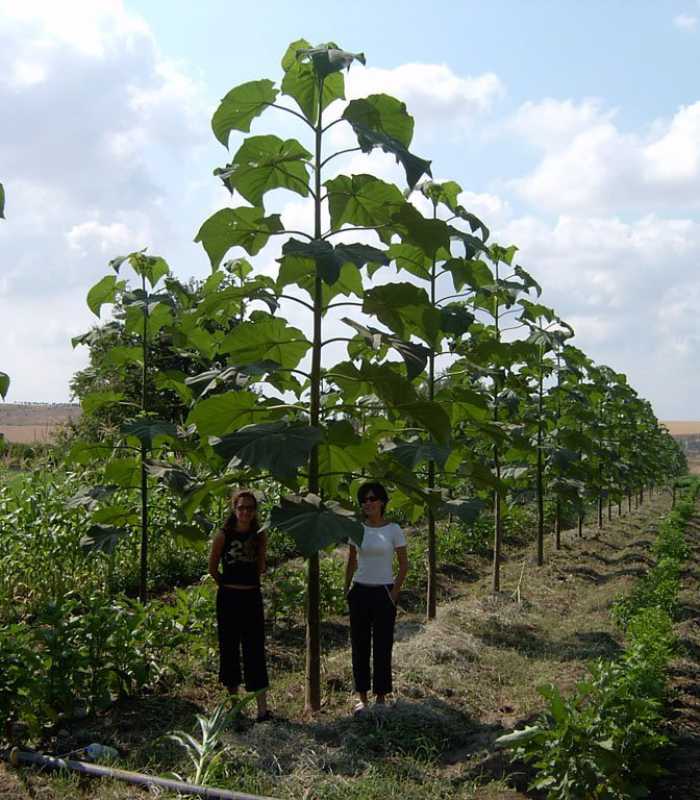 Մատչելի գներով pavlovnia ` pautong , shantong tesakneri .Pavlovinia tomentosa павловния Adamtree адамово дерево պավլովնիա pavlovnia