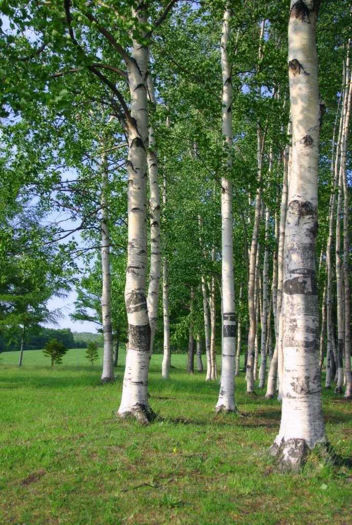 matcheli gnerov beryoz. Beryoza, բերյոզա, կեչի, rusakan beryoza.Կեչի / Kechi - Beryoz / Beryoza - берёза