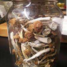 shrooms for sale