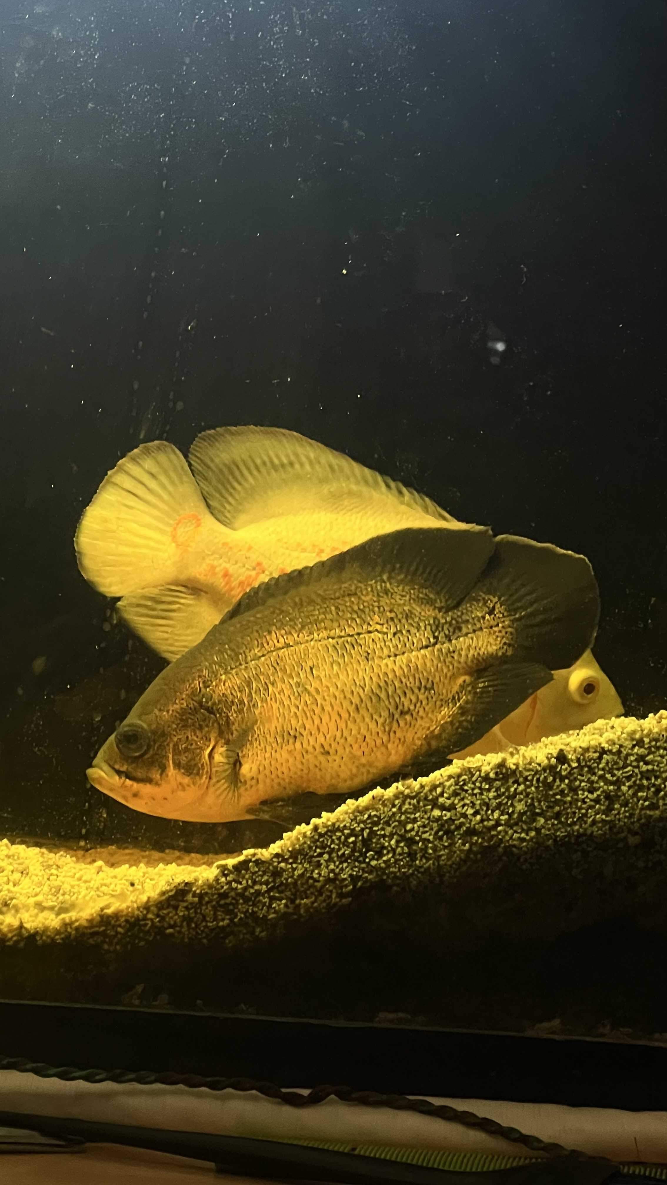 Ակվարիում (аквариум)