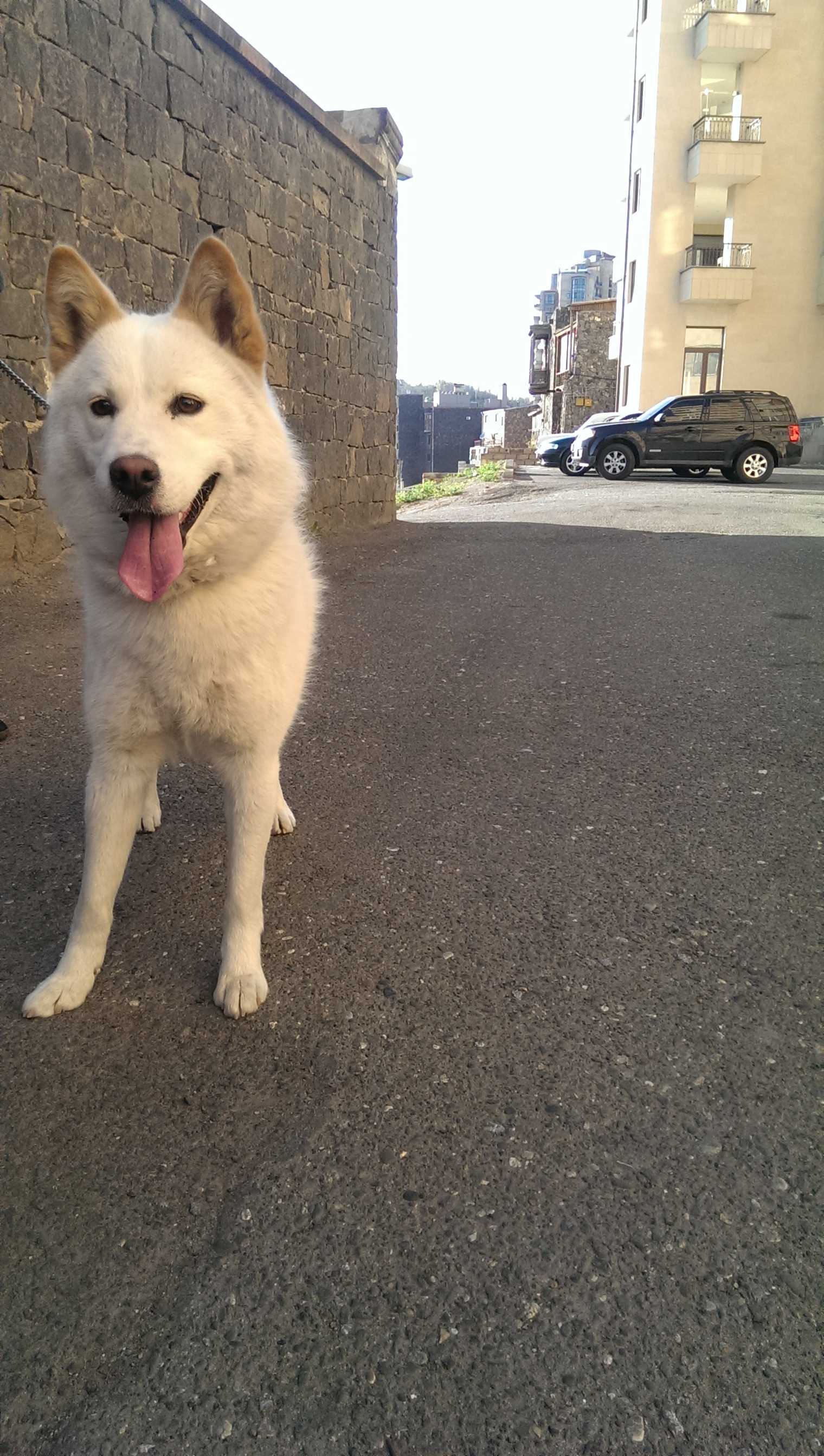 Vacharvum e layka cexatesaki shan dzager