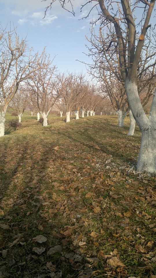 Tnamerdz hoxataracq 10 hektar.