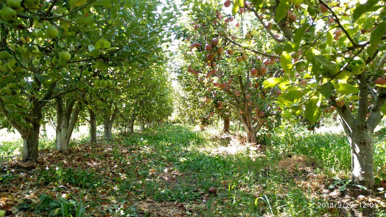 Hoxataracq Բերքատու այգի