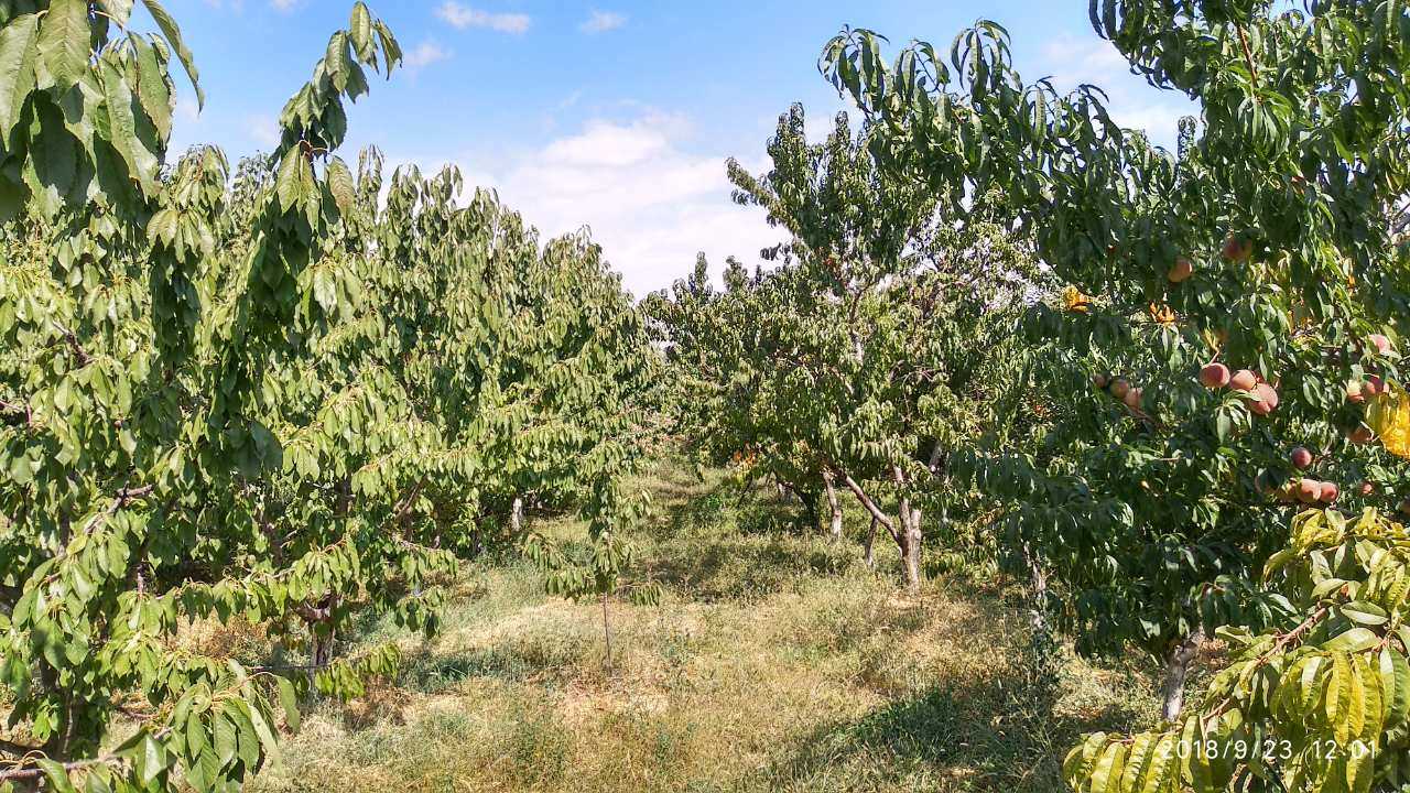 Hoxataracq Բերքատու այգի