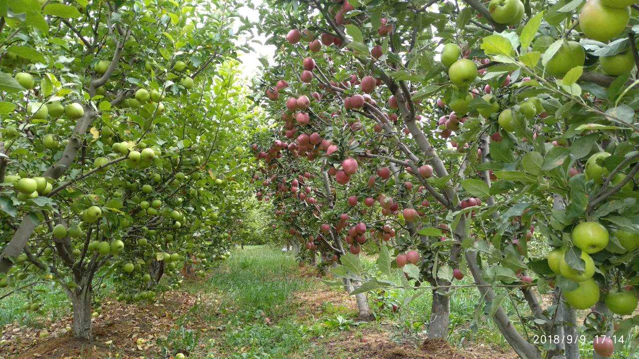 Hoxataracq Բերքատու այգի