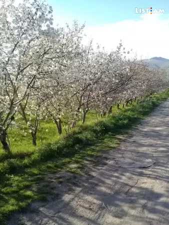 Վաճառվում է պտղատու այգի