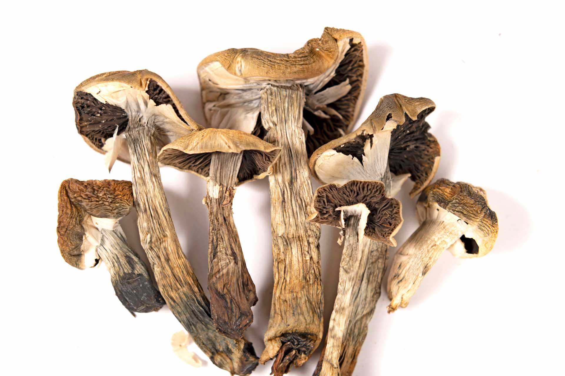 Buy Golden Teacher Mushrooms Online  order   directly https://mollymdmapills.com/