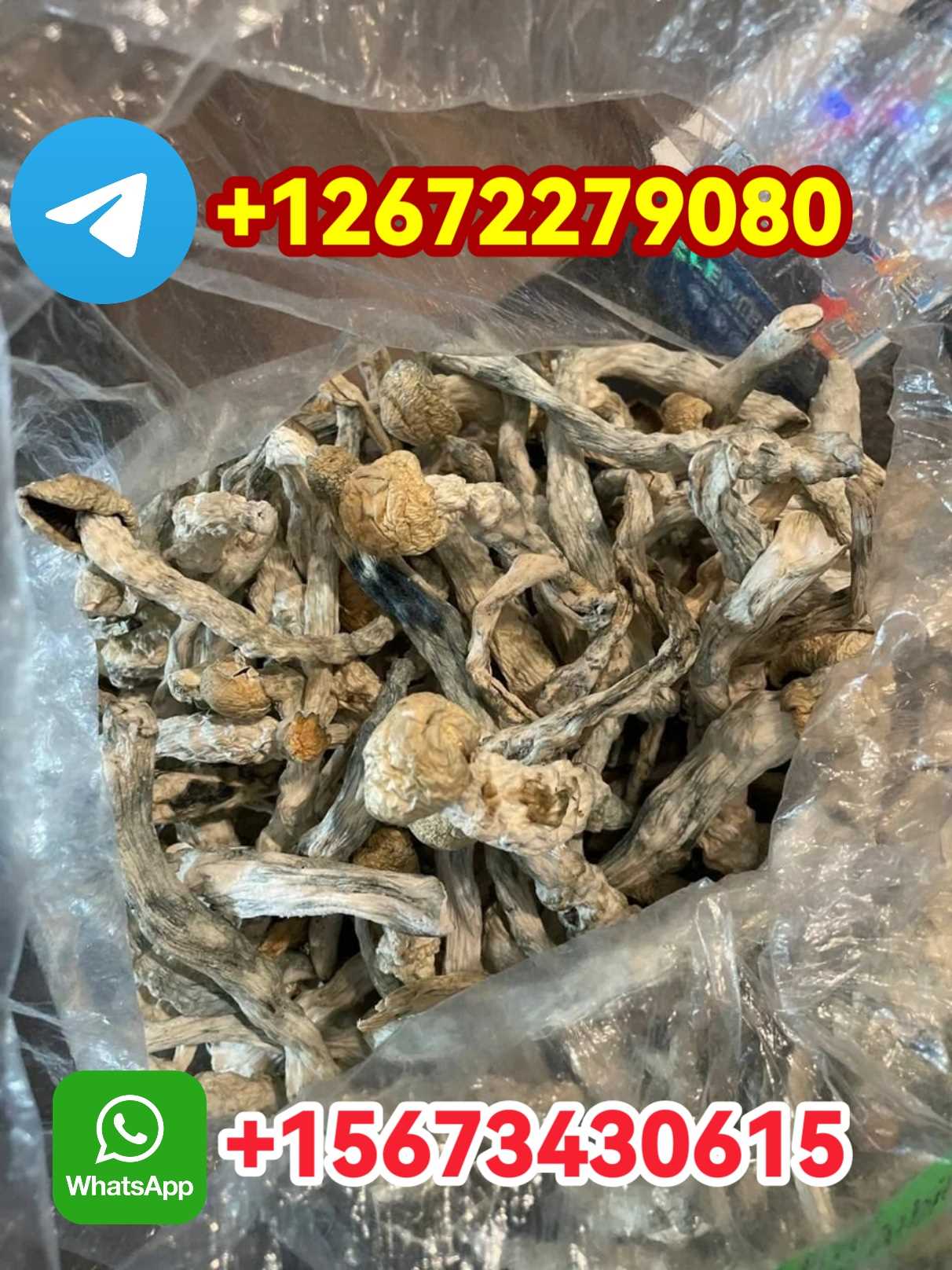 +12672279080 TO ORDE THC OIL, XANAX AND SHROOMS IN kuwait city