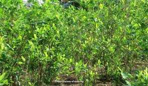 WhatsApp +447784929383 Buy Coca leaves online All Countries