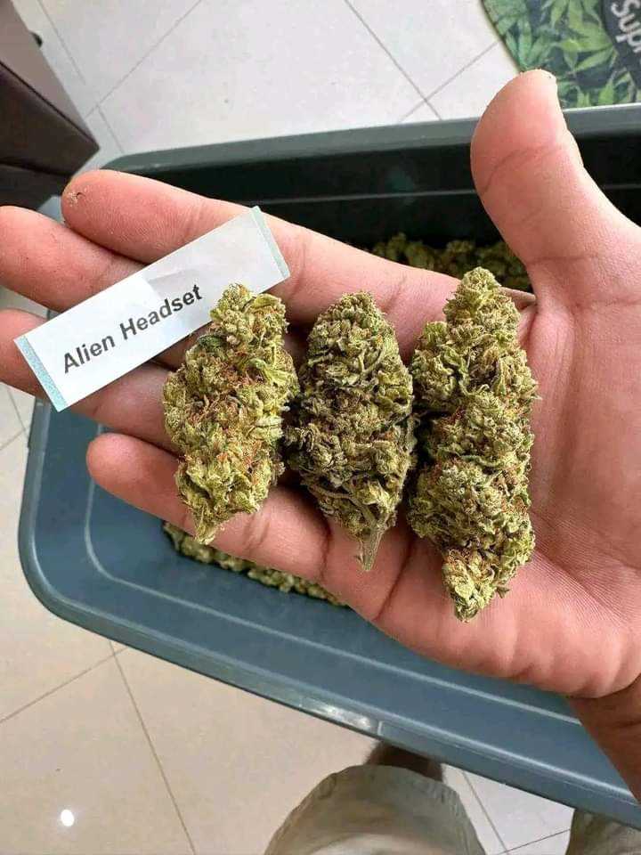 Signal::+(34)607218704) BUY PAINKILLERS, STEROIDS, HGH, MEDICAL MARIJUANA, BOTH INDICA, SATIVA AND HYBRID 