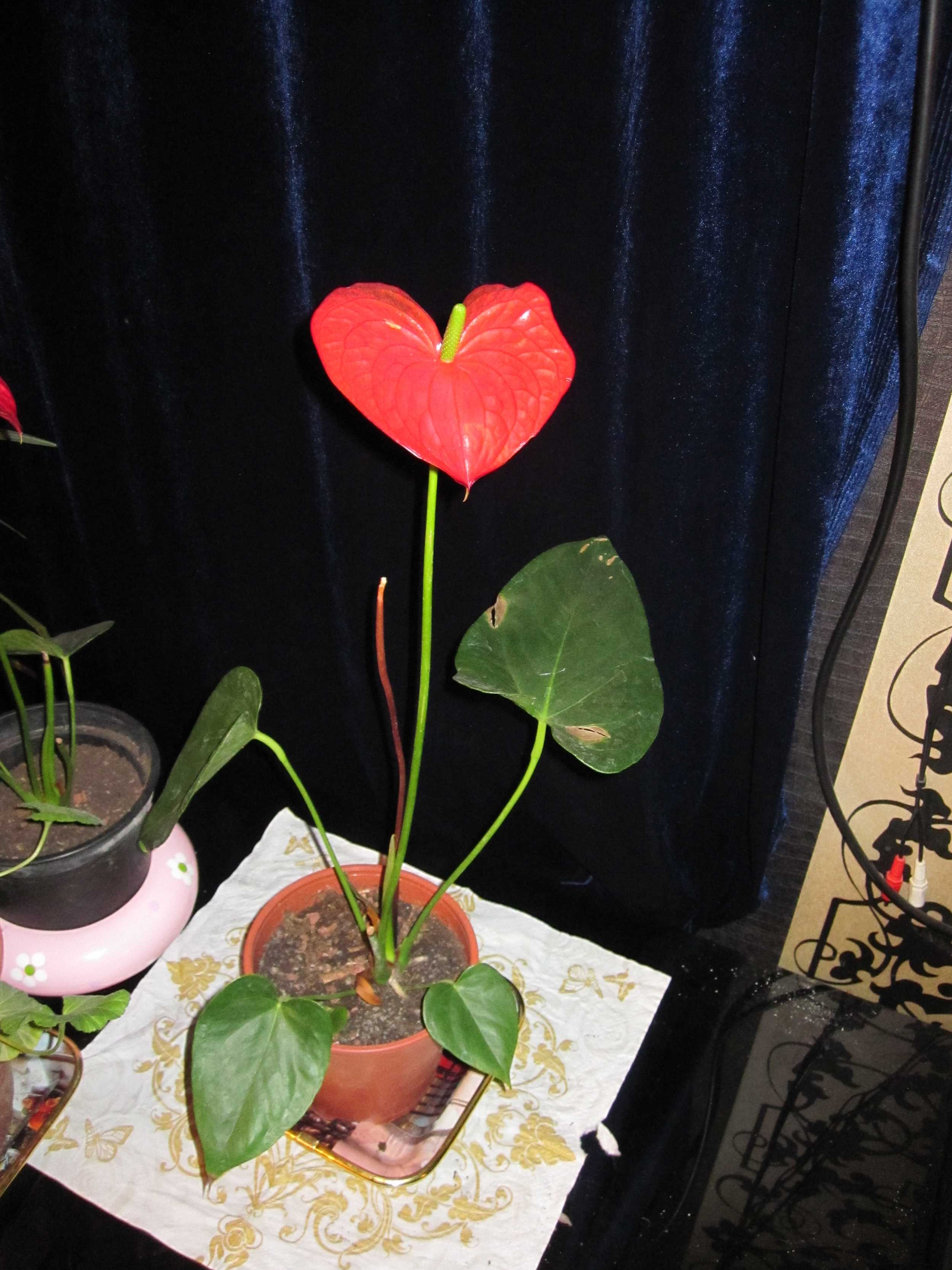 Anthurium